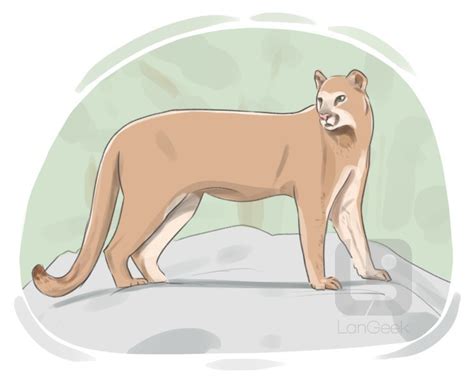 cougar übersetzung|cougar englisch.